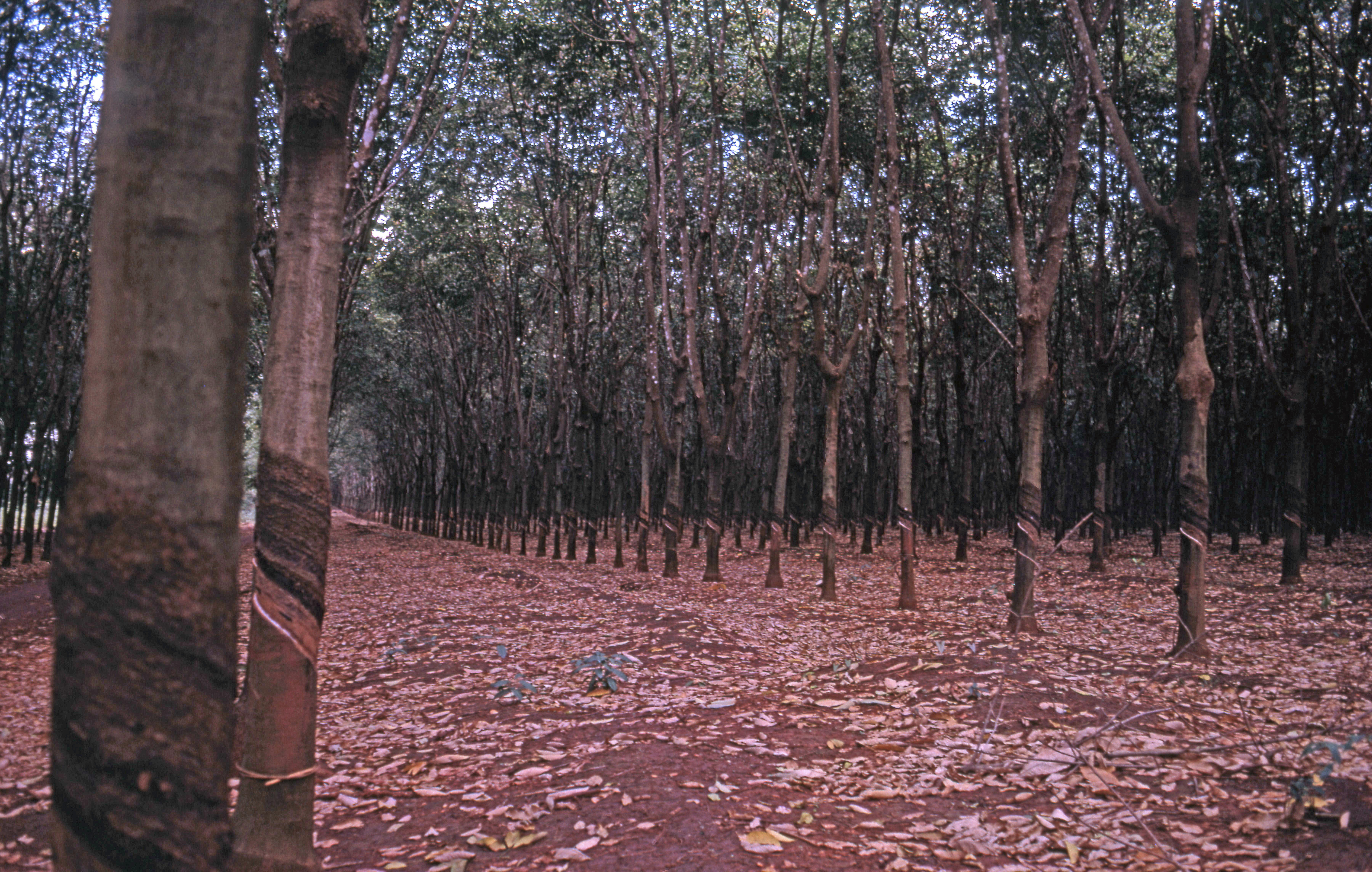 AnLocRu..trees1.jpg