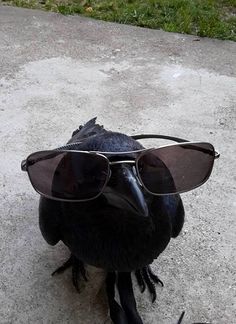 theravencrows.jpg