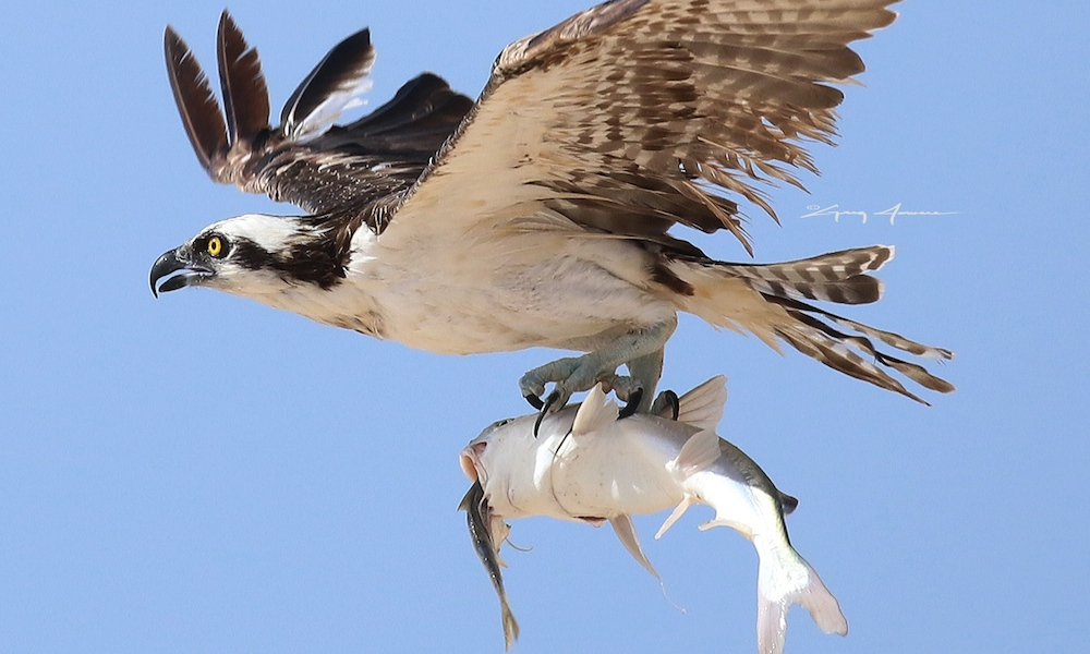 osprey1copy.jpg