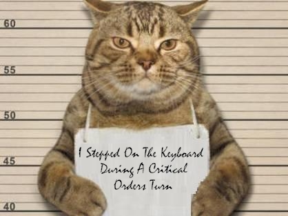 CatTurn.jpg