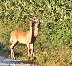 2headeddeer.jpg