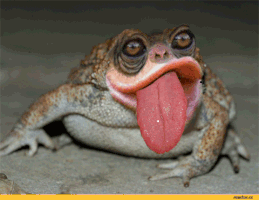 toadtongue.gif