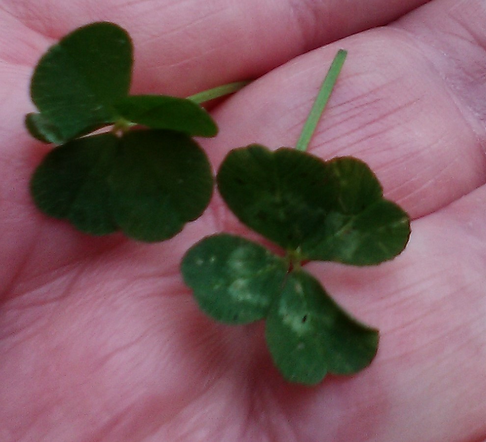 twofourl..clovers.jpg