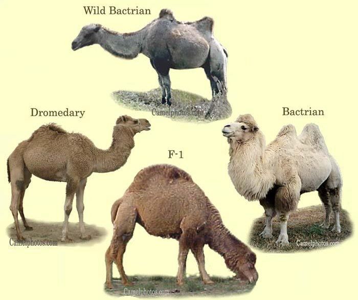 camels.jpg