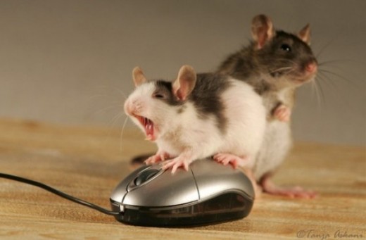 mouserealmice.jpg
