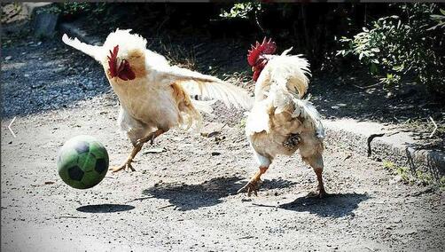 chickenfutbol.jpg