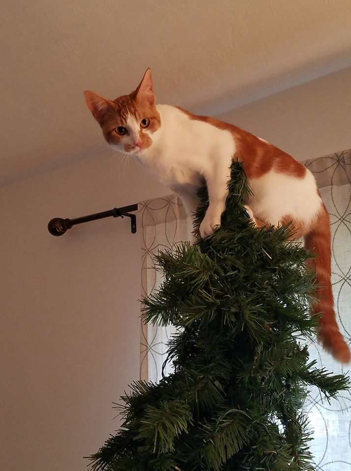 Cat.jpg