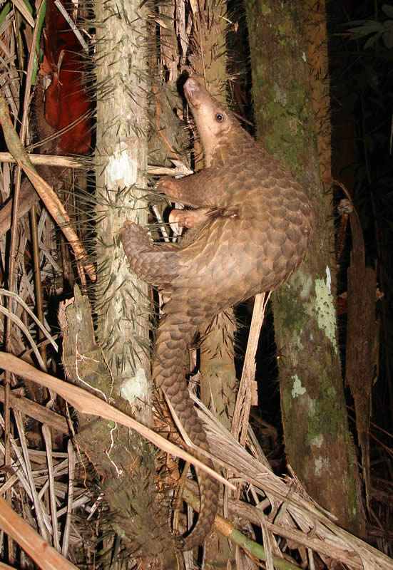 Pangolin_borneo1.jpg