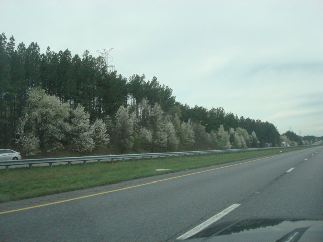 Dogwood002.jpg