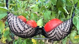 tomato.jpg
