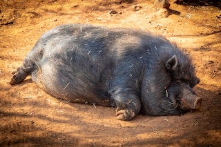 black-hog-..-1300361.jpg