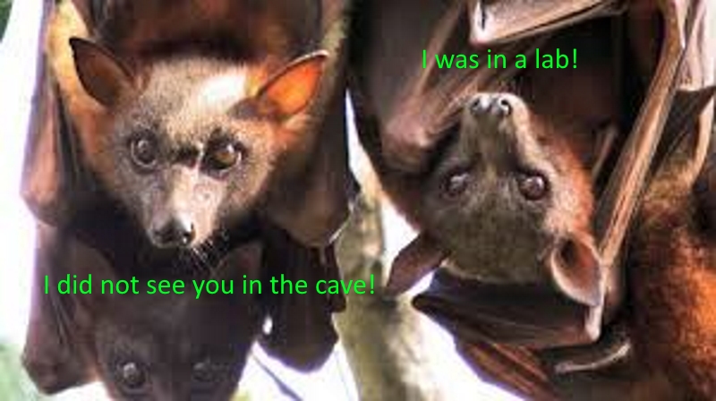 bat.jpg