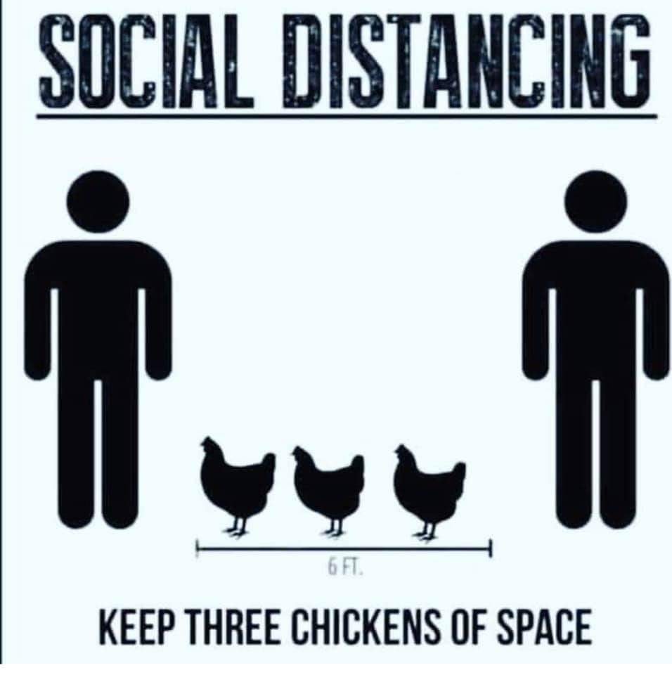 SocialDis..chickens.jpg