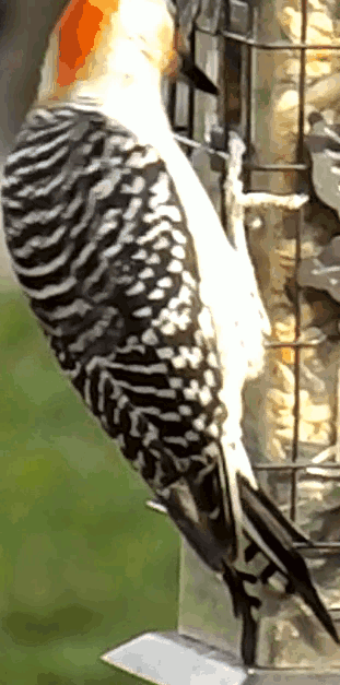 Redbellied..odpecker.gif