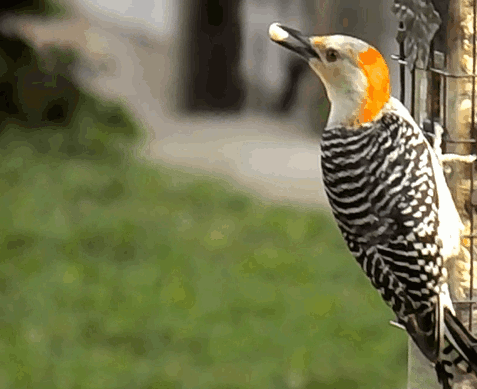 RedBellie..odpecker.gif