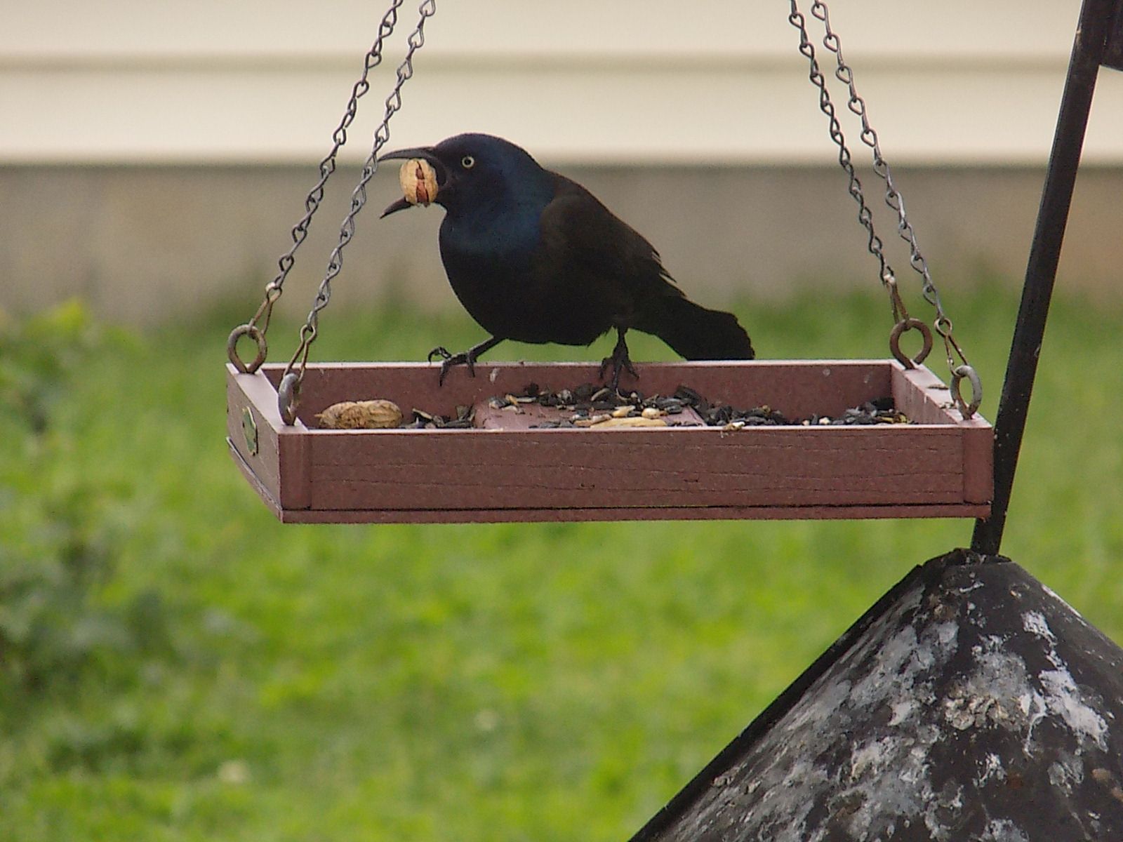 grackle.jpg