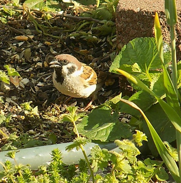 eatreesparrowc.jpg