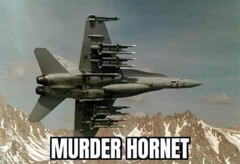 hornet.jpg
