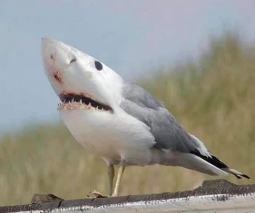 birdie.jpg