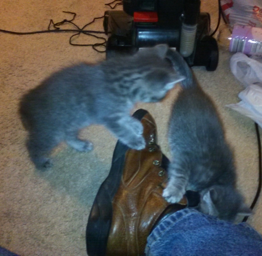 kittieswi..ghtfoot.jpg