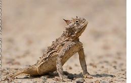 TexasHornyToad.jpg