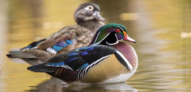 woodduckpair.jpg