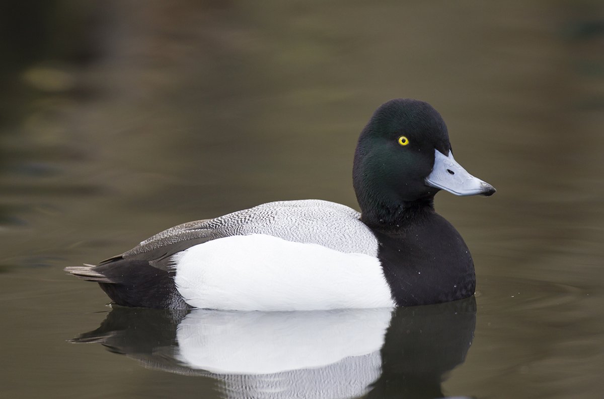 greaterscaupduck.jpg
