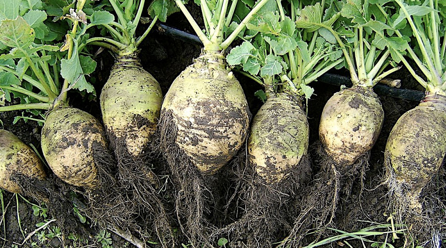 Rutabaga.jpg