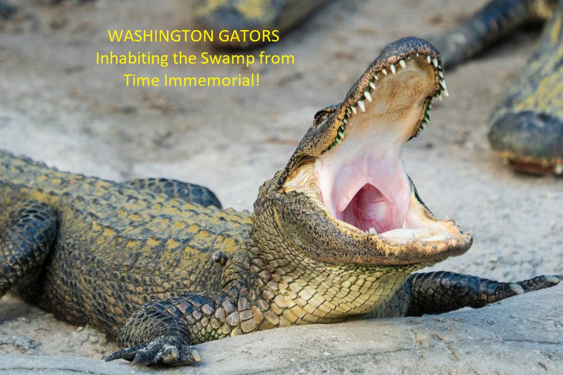 ALLIGATOR.jpg