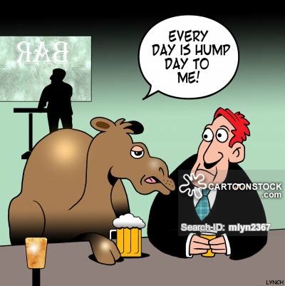 camelever..humpday.jpg