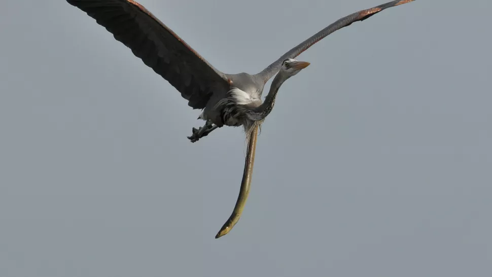 snake eel ..of heron.jpg