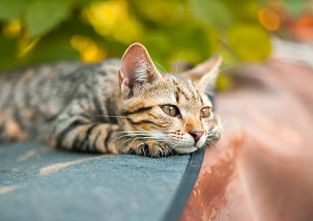SadCat2.jpg