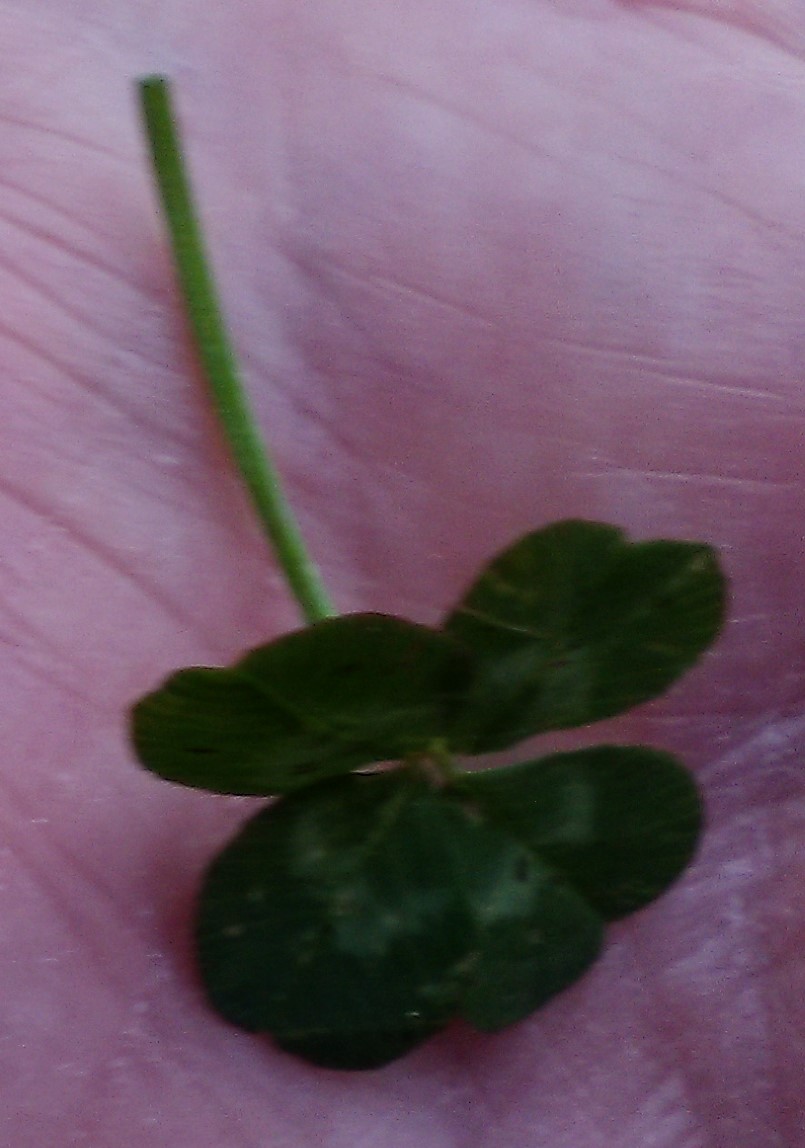 four leaf ..1 shrunk.jpg