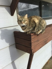 Hazel.jpg