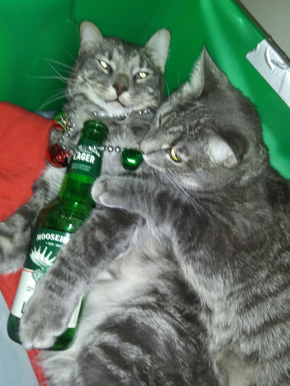 Harry with.. resized.jpg