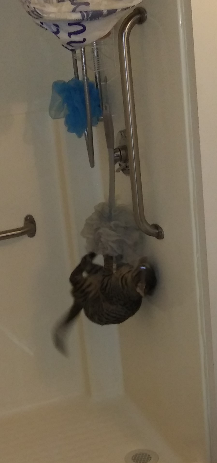 DannyBoy..sshrunk.jpg