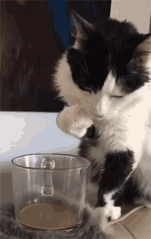 cat dippin.. a glass.gif