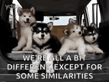 huskies.gif