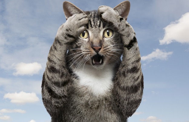 shockedcat.jpg