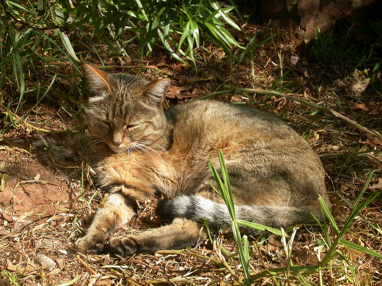 1280pxAfr..nWildCat.jpg