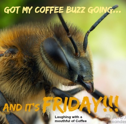 gotmycof..sfriday.jpg
