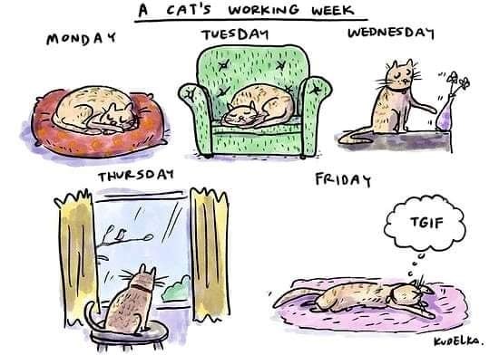 Fridaya..ekTGIF.jpg