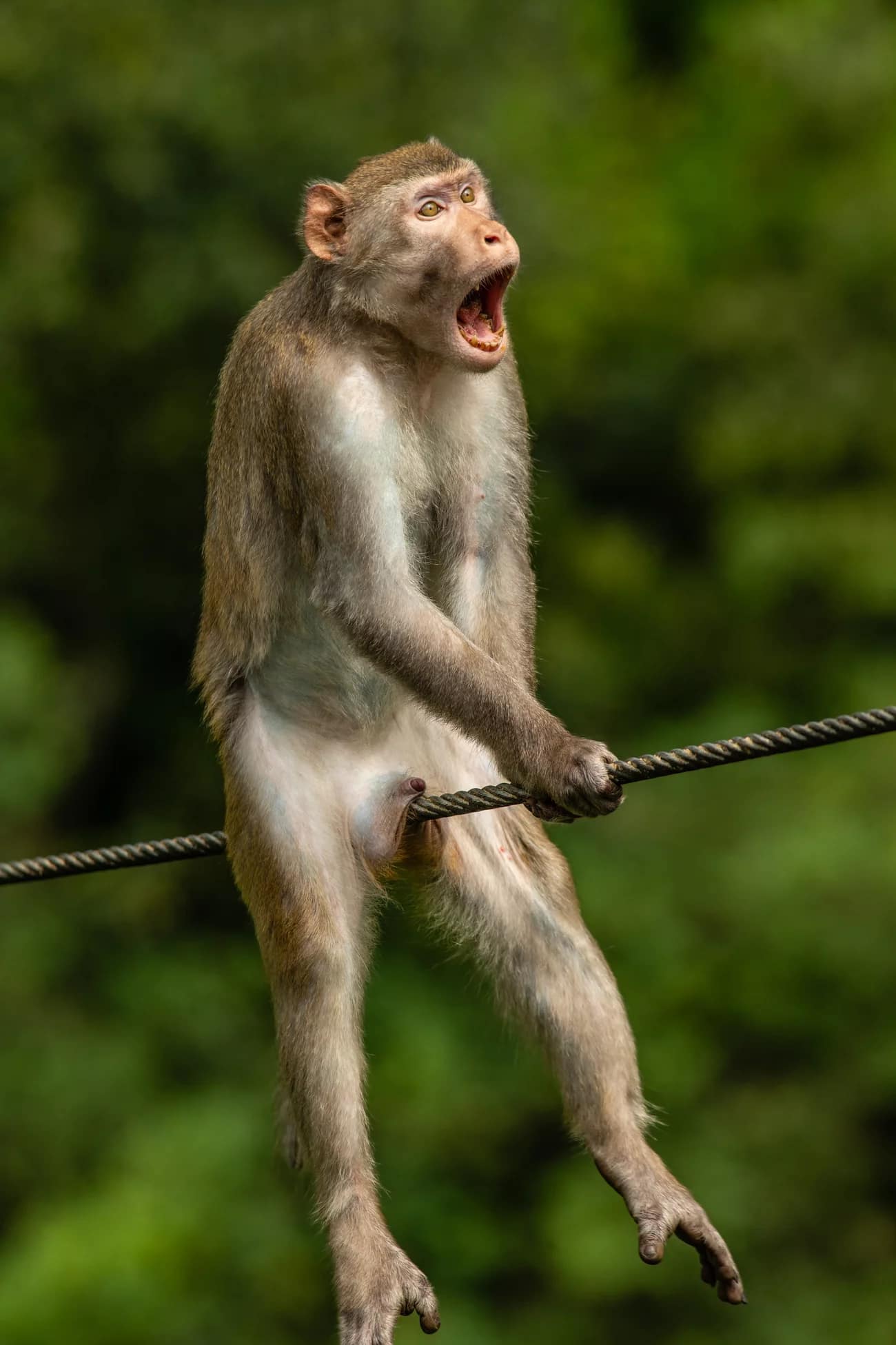 monkeycra..hisnuts.jpg