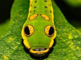 eyes.jpg