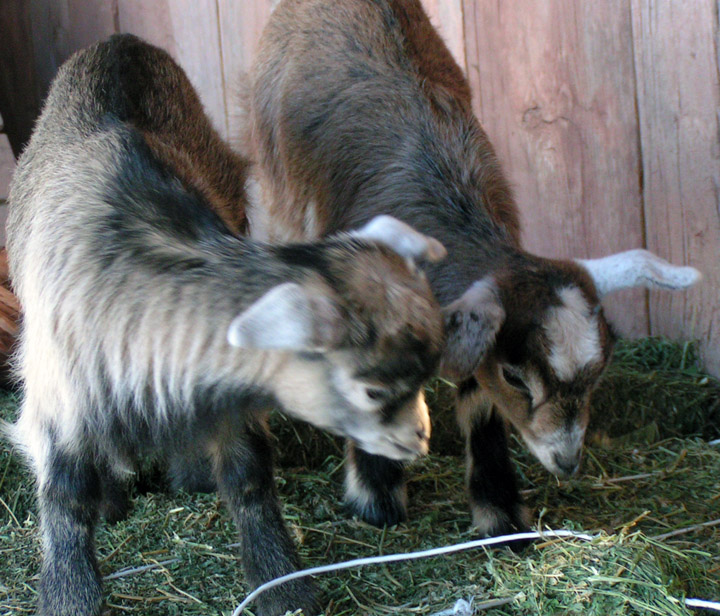 OrphanGoatKids.jpg