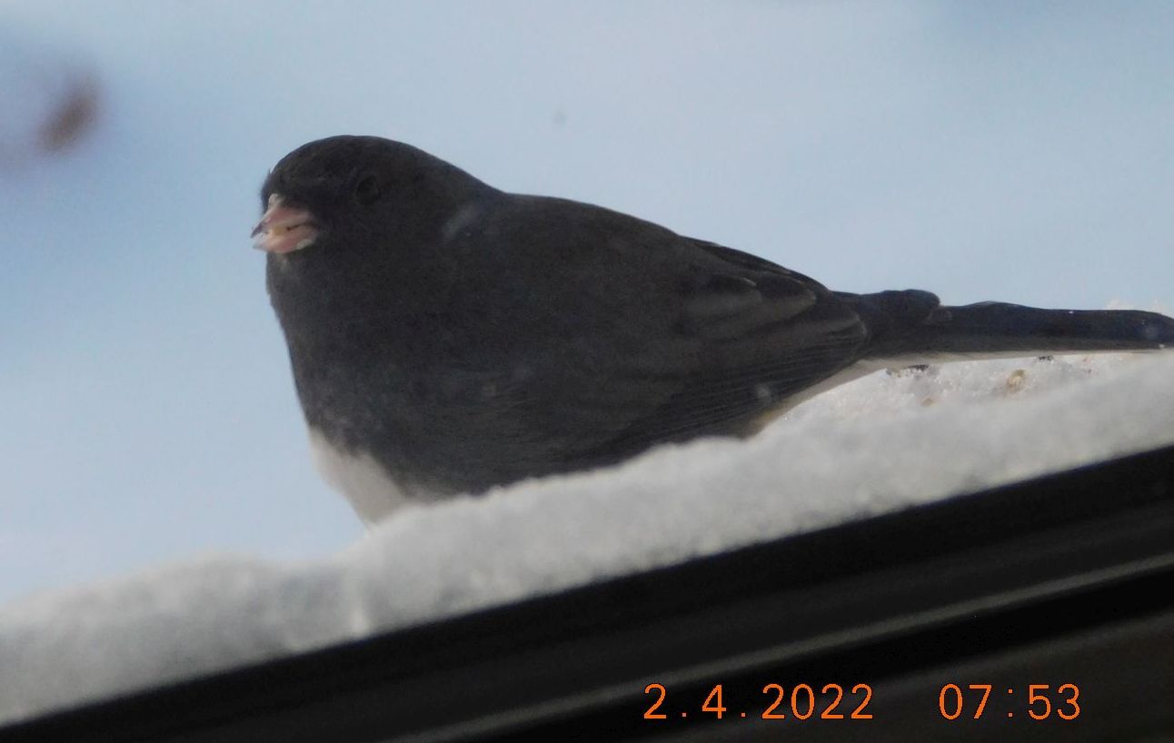 j2.jpg
