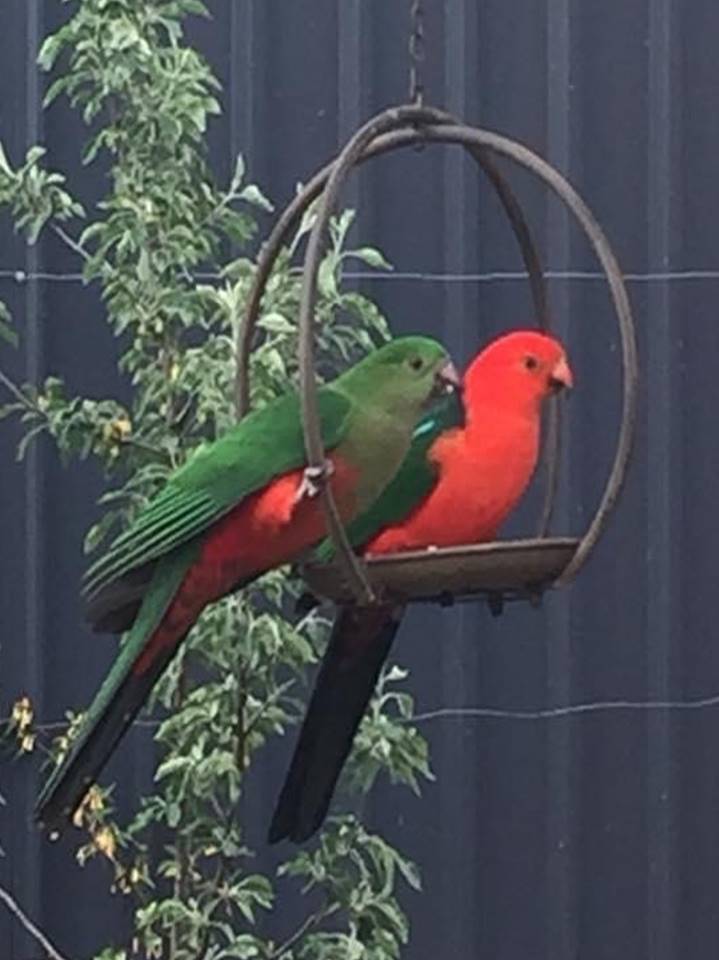 Parrots.jpg