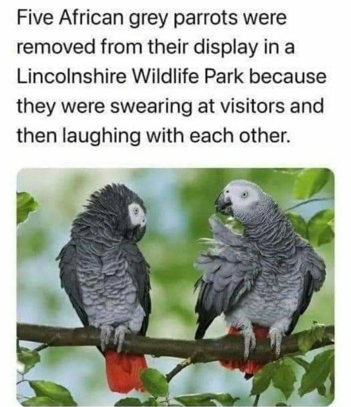 Funny African parrots.jpeg