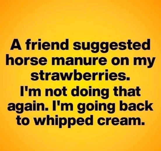 somebody suggested horse manure on my strawberries   i am notdoing that again  i am going back to whipped cream.jpg