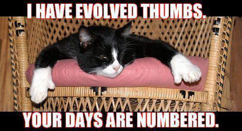 cat  i have evolved thumbs   your days are numbered.jpg